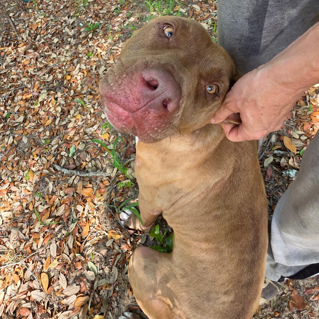 Enlarge Shayla, a Adoptable Pit Bull Terrier in Melrose, FL image 2/3
