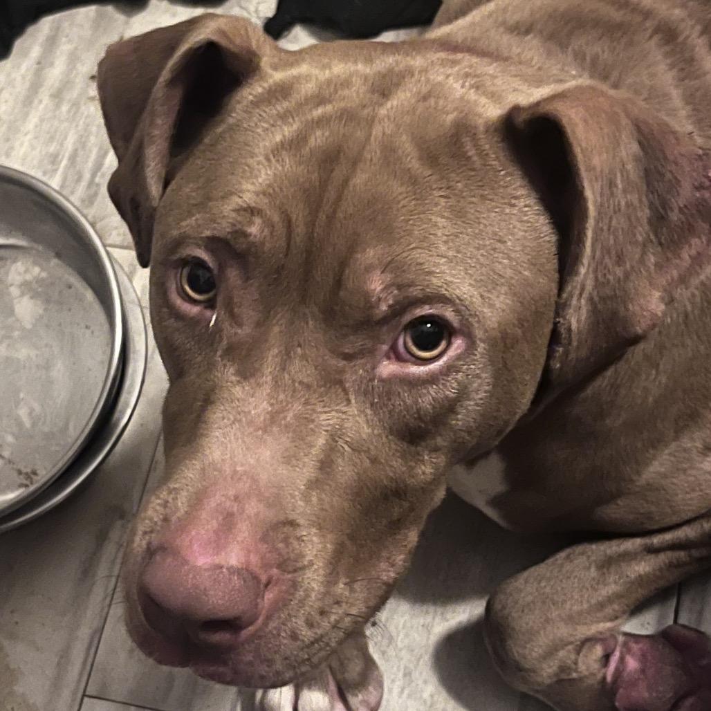 Enlarge Shayla, a Adoptable Pit Bull Terrier in Melrose, FL image 3/3