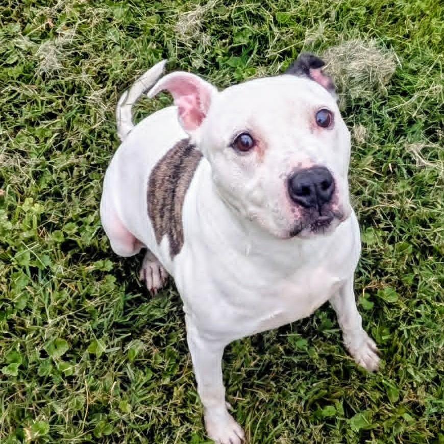 Enlarge Ruger, a Adoptable Mixed Breed in Jeffersonville, IN image 1/6