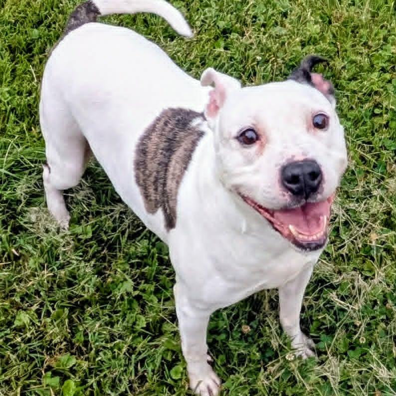Enlarge Ruger, a Adoptable Mixed Breed in Jeffersonville, IN image 2/6