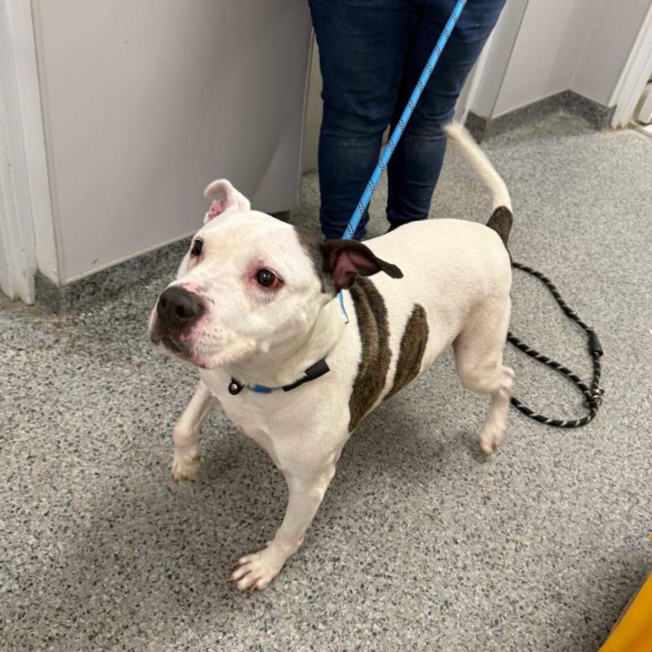 Enlarge Ruger, a Adoptable Mixed Breed in Jeffersonville, IN image 3/6
