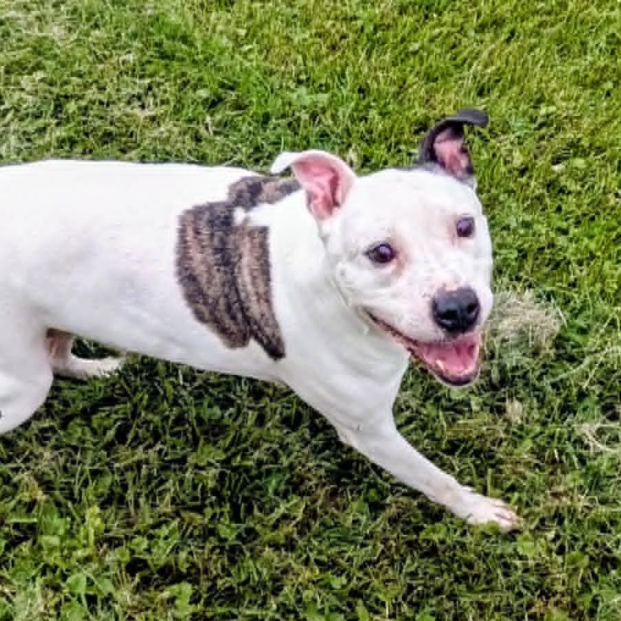 Enlarge Ruger, a Adoptable Mixed Breed in Jeffersonville, IN image 4/6