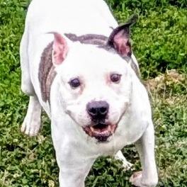 Enlarge Ruger, a Adoptable Mixed Breed in Jeffersonville, IN image 5/6