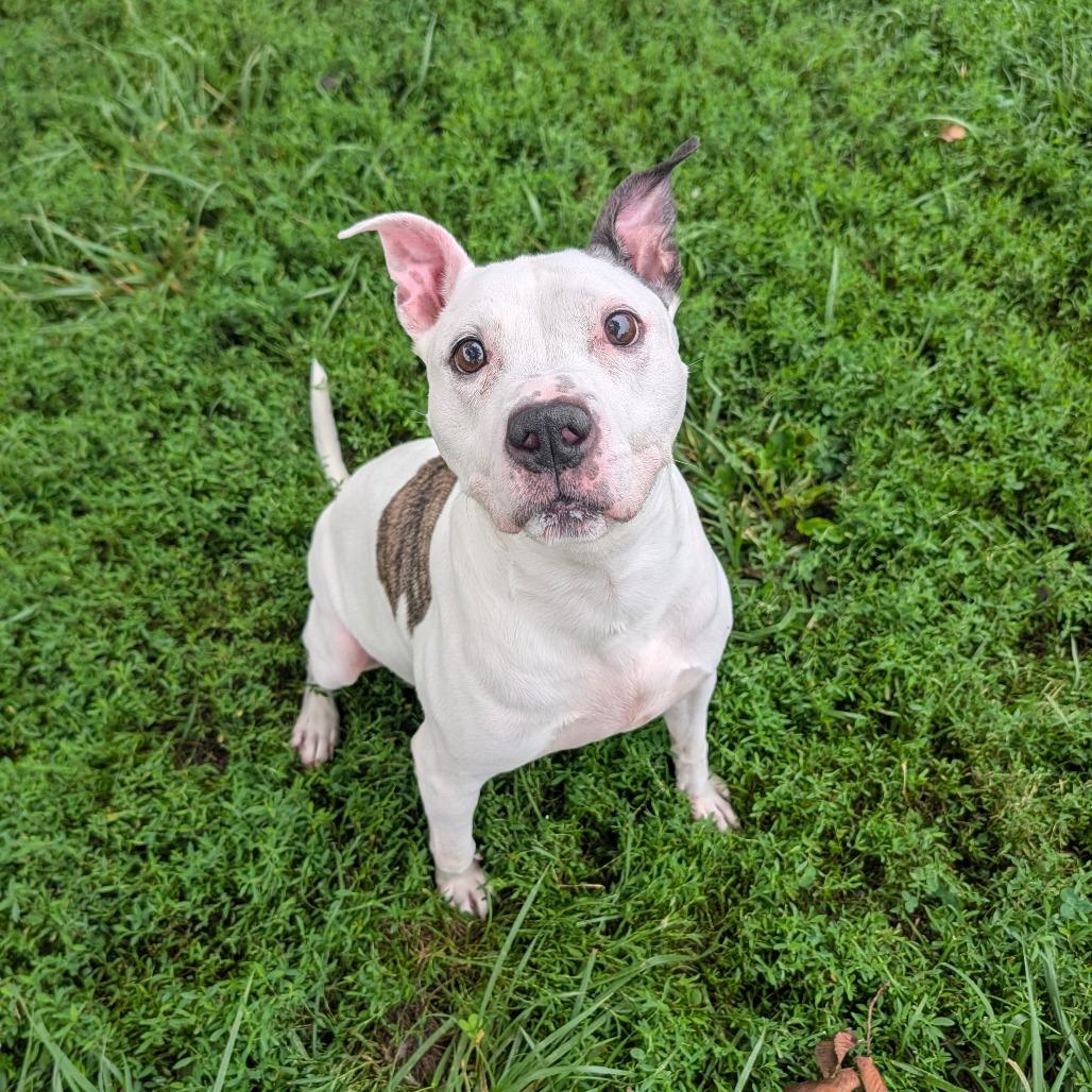 Enlarge Ruger, a Adoptable Mixed Breed in Jeffersonville, IN image 6/6