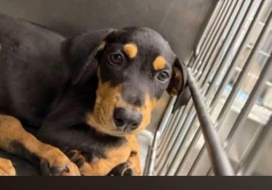 Enlarge Ghost, a Adoptable Hound in Statesville, NC image 3/6