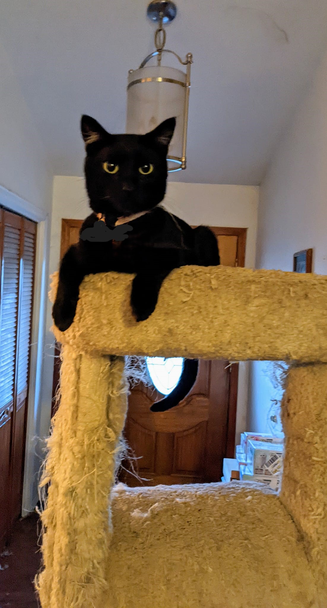 Enlarge Coal, a Adoptable Exotic Shorthair in Cottonwood, CA image 5/6