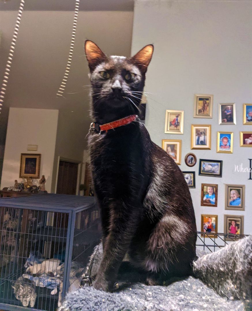 Enlarge Coal, a Adoptable Exotic Shorthair in Cottonwood, CA image 2/6