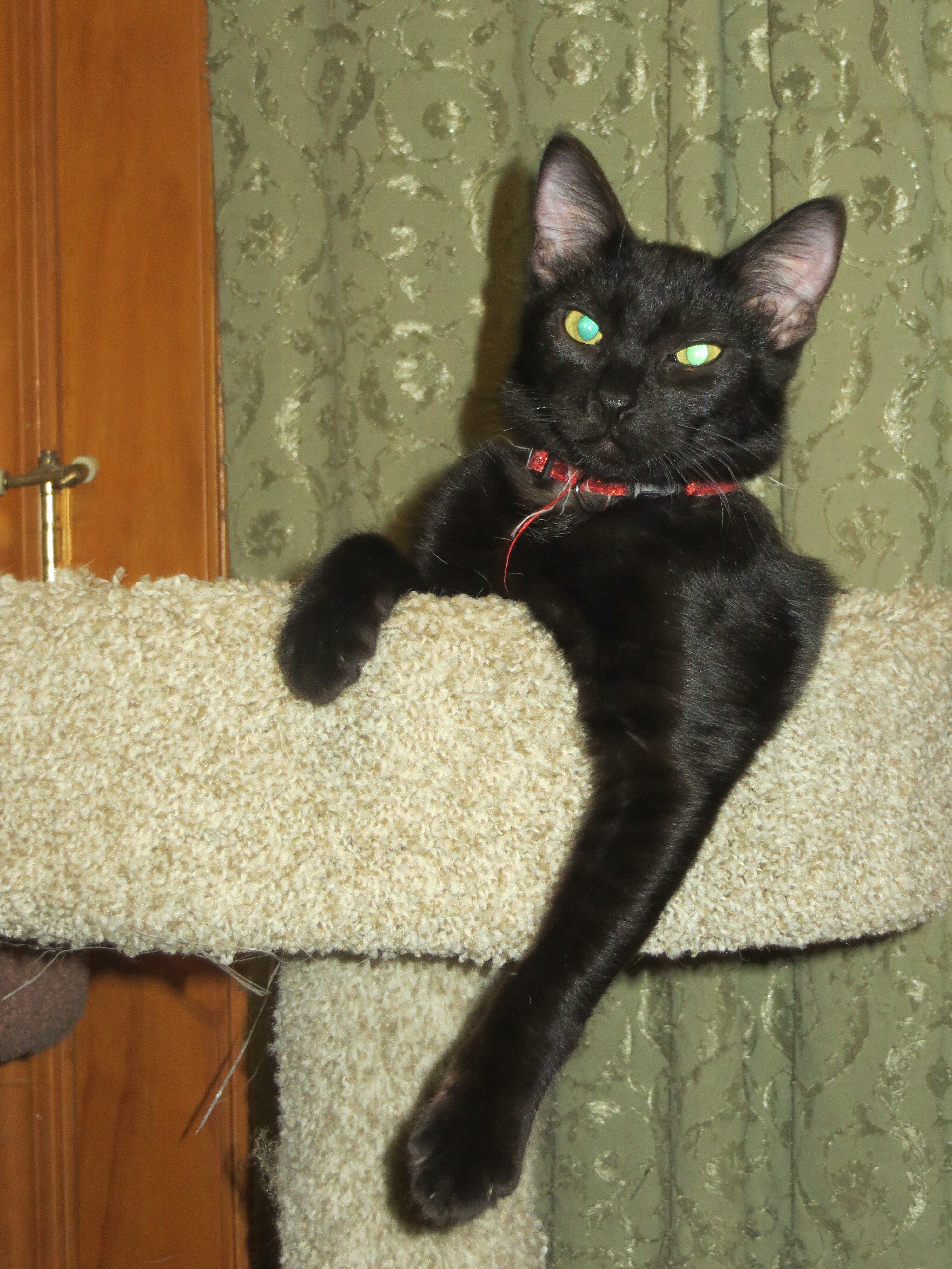 Enlarge Coal, a Adoptable Exotic Shorthair in Cottonwood, CA image 3/6