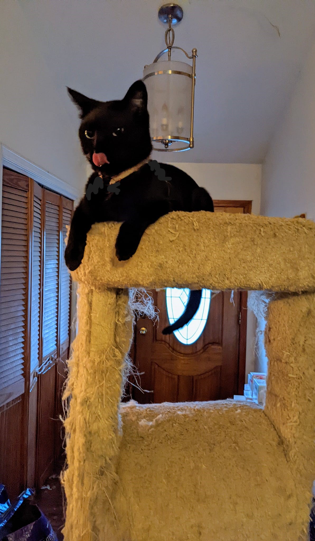 Enlarge Coal, a Adoptable Exotic Shorthair in Cottonwood, CA image 6/6