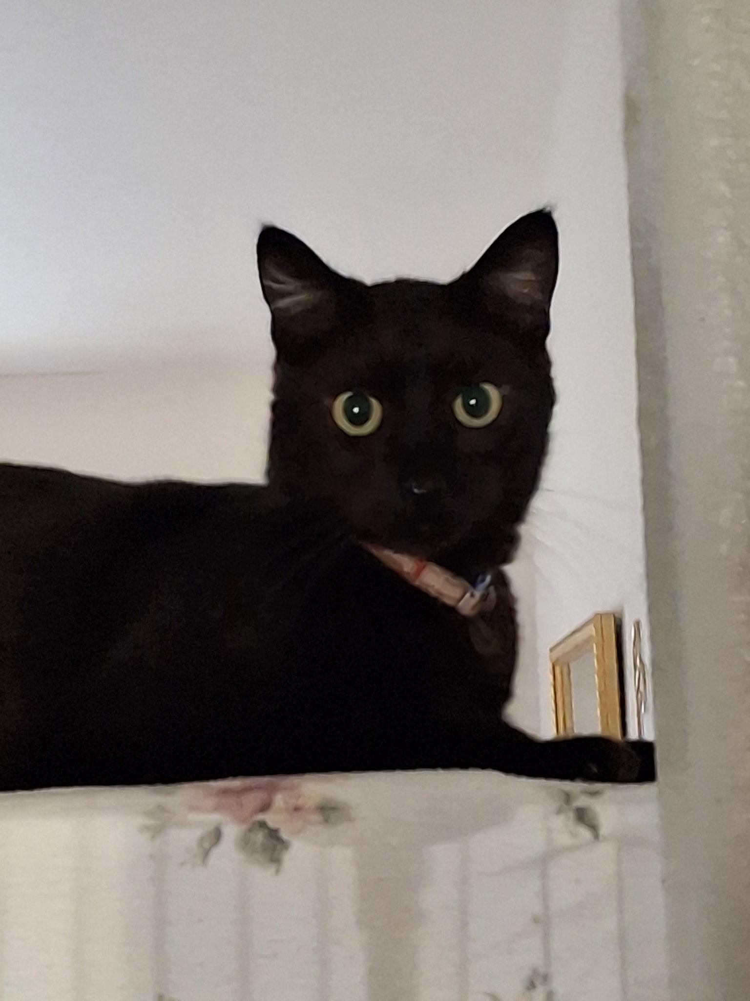 Coal, Adoptable, Adult Male Exotic Shorthair.