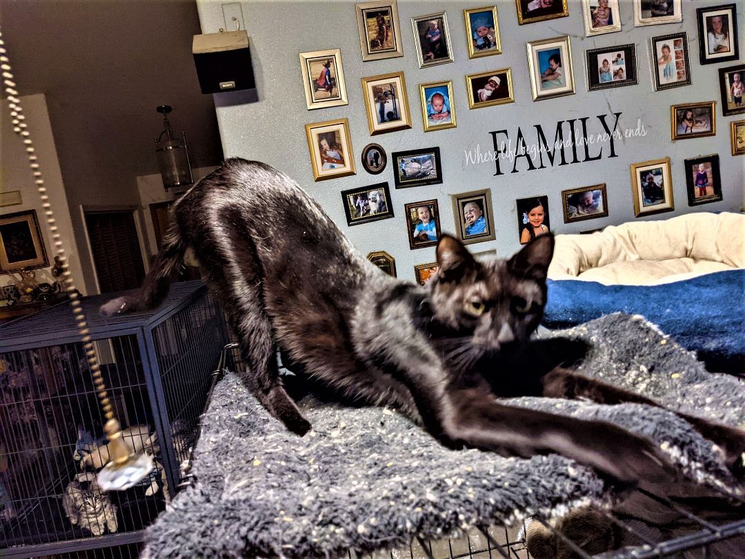 Enlarge Coal, a Adoptable Exotic Shorthair in Cottonwood, CA image 1/6