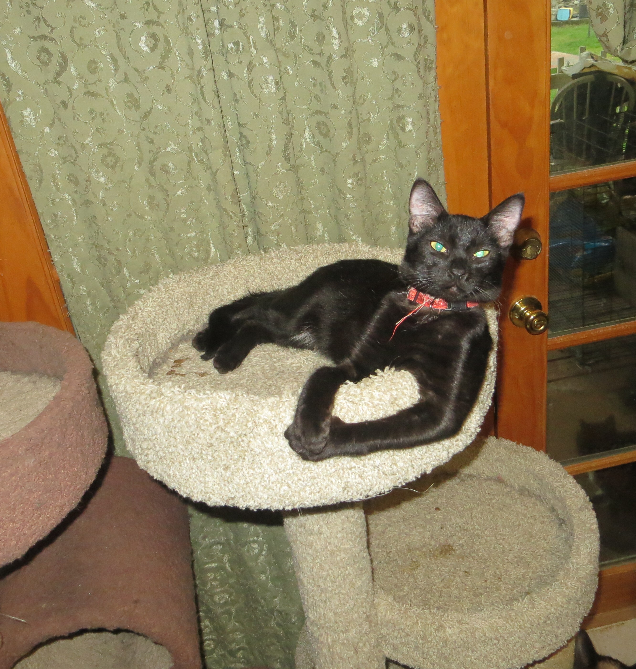 Enlarge Coal, a Adoptable Exotic Shorthair in Cottonwood, CA image 4/6