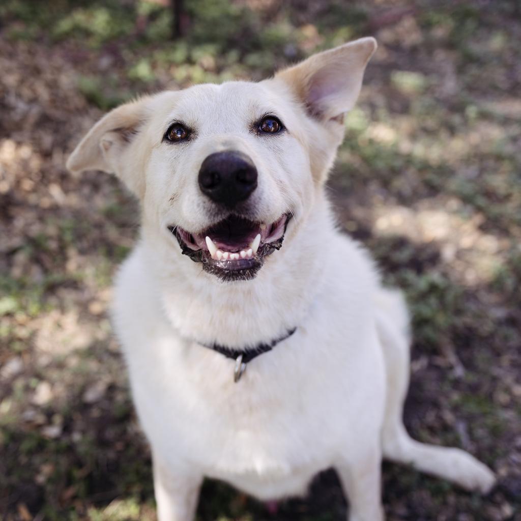 Kanga, Adoptable, Senior Male Golden Retriever & Shepherd.