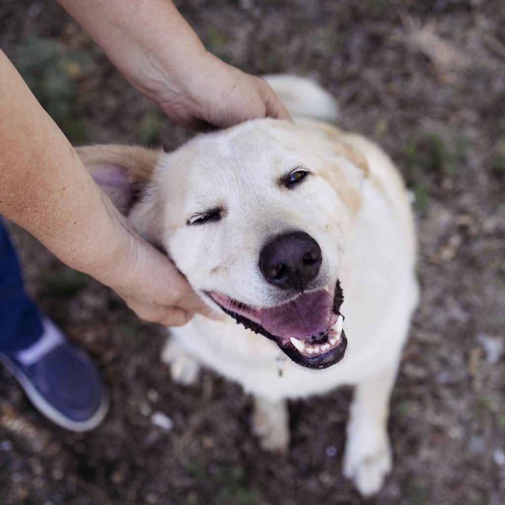 Enlarge Kanga, a Adoptable mixed breed in Austin, TX image 1/6