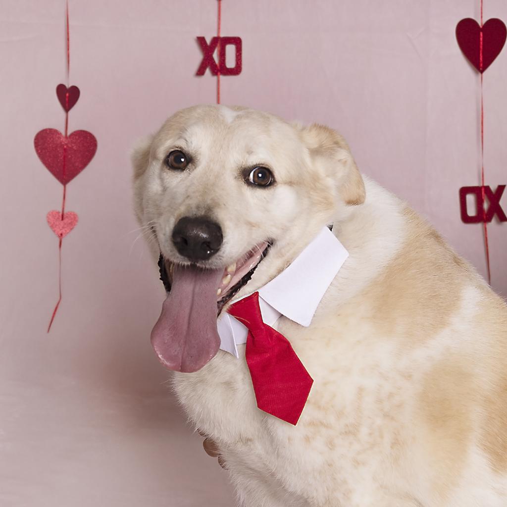 Enlarge Kanga, a Adoptable mixed breed in Austin, TX image 2/6