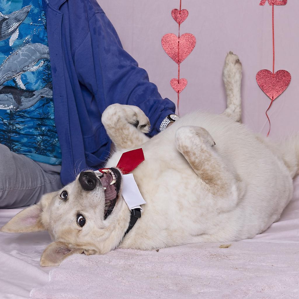 Enlarge Kanga, a Adoptable mixed breed in Austin, TX image 3/6