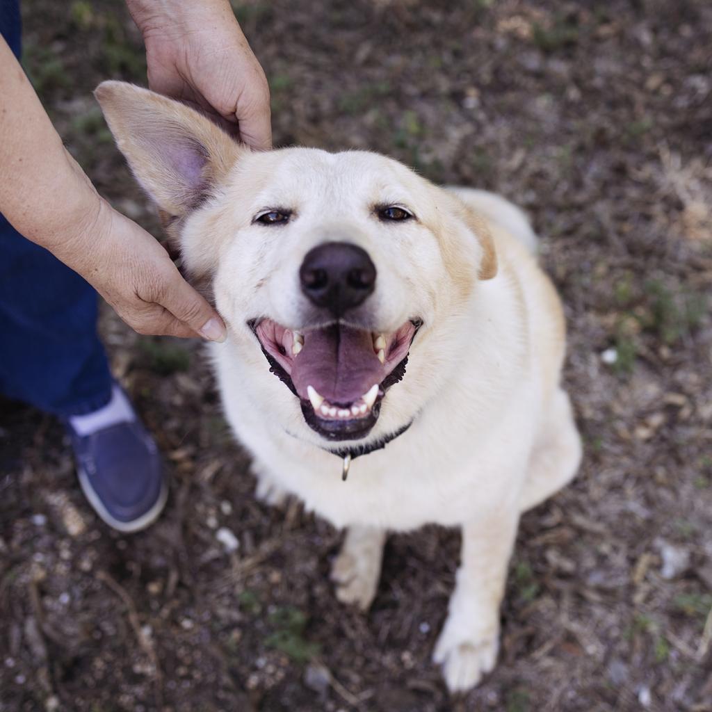 Enlarge Kanga, a Adoptable mixed breed in Austin, TX image 4/6