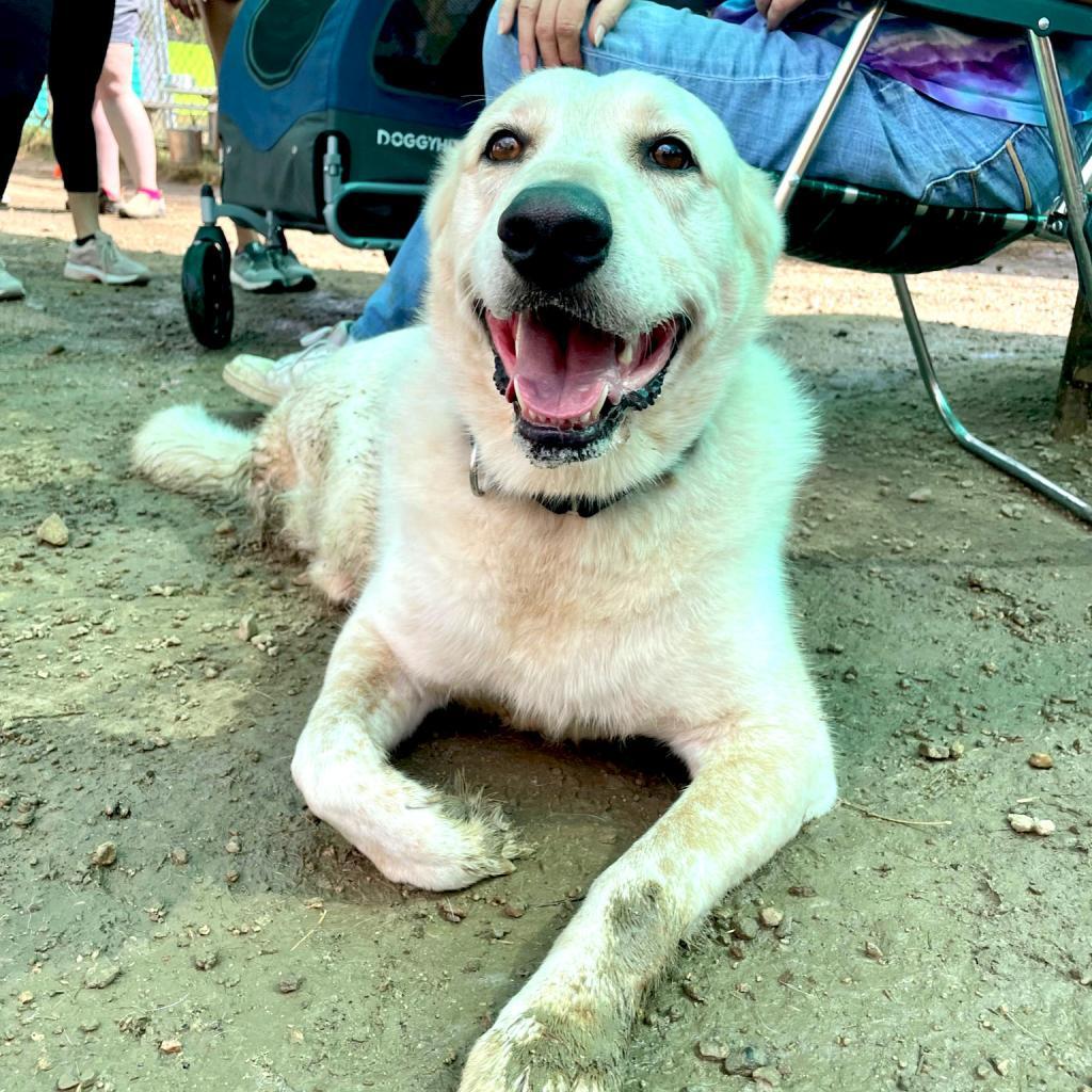 Enlarge Kanga, a Adoptable mixed breed in Austin, TX image 5/6