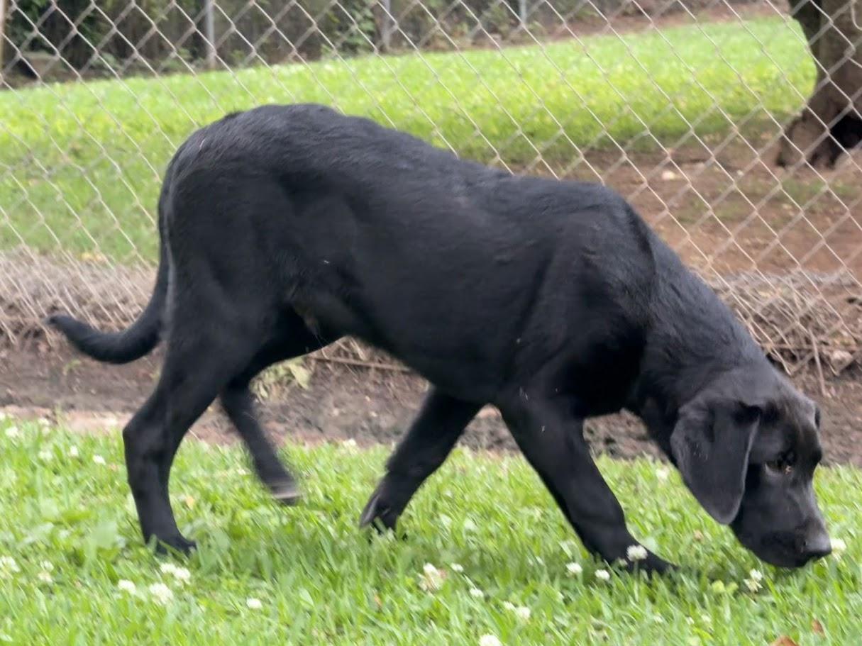 Enlarge Olaf, a Adoptable mixed breed in Ransomville, NY image 6/6