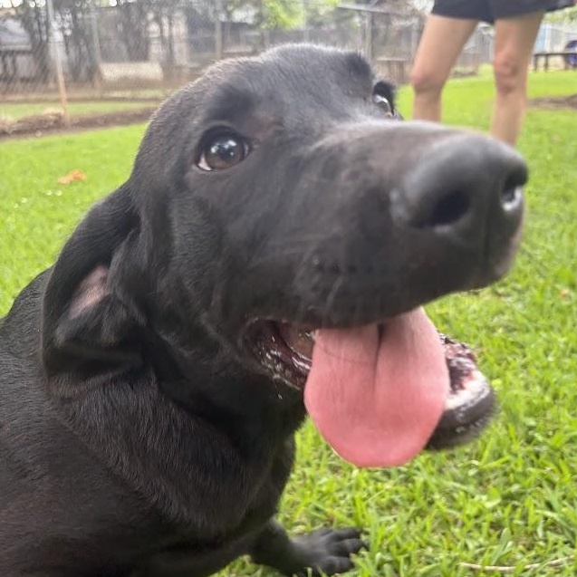 Enlarge Olaf, a Adoptable mixed breed in Ransomville, NY image 2/6