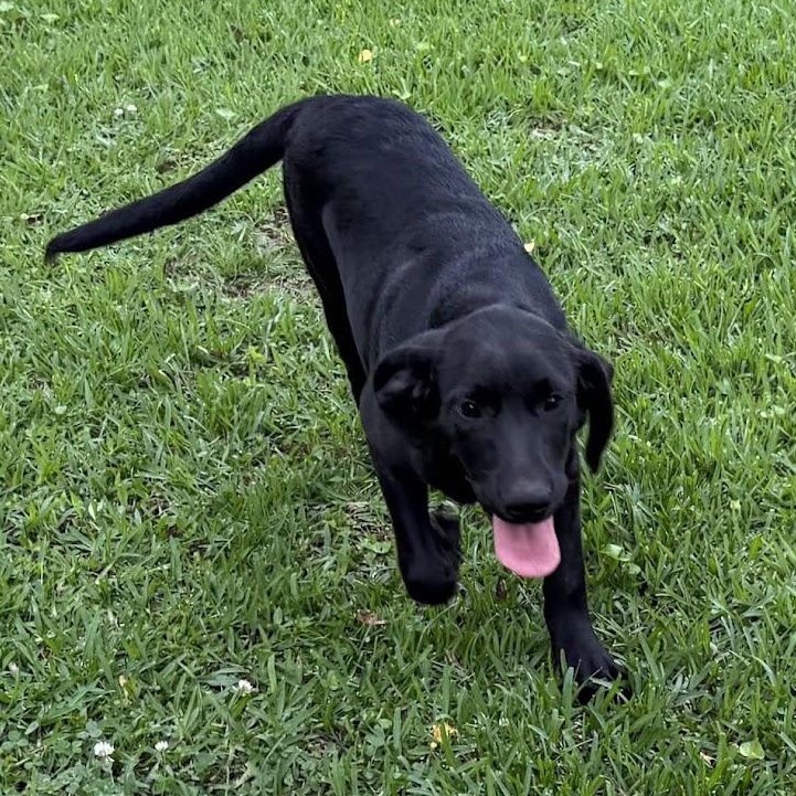 Enlarge Olaf, a Adoptable mixed breed in Ransomville, NY image 3/6