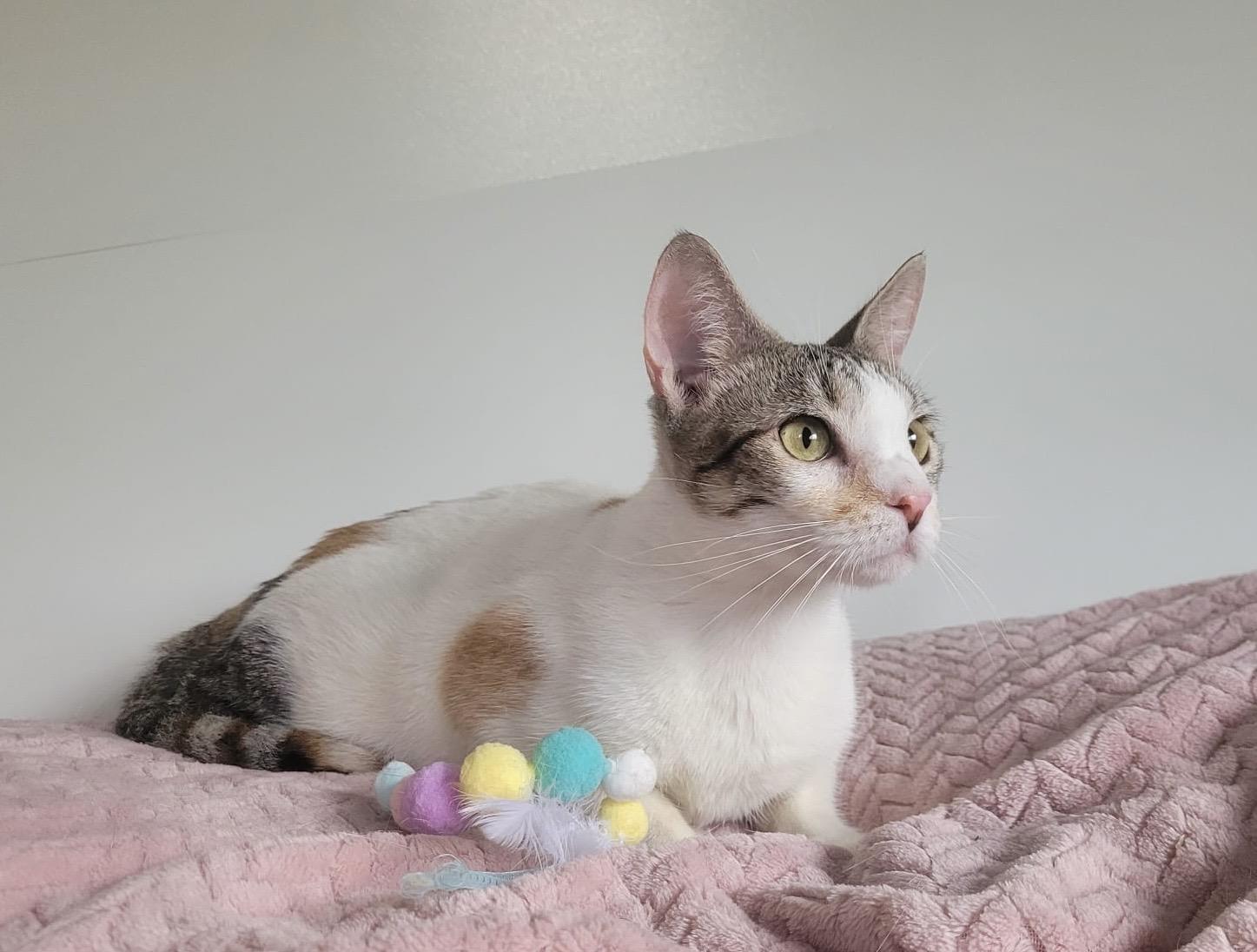 EMMA, an adopted Calico in Somerville, MA image 6/6