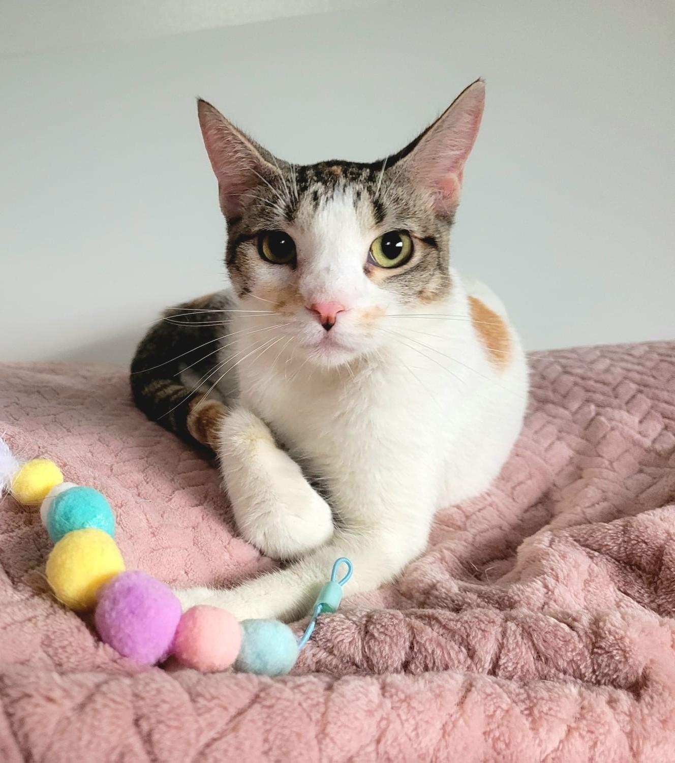 EMMA, an adopted Calico in Somerville, MA image 3/6