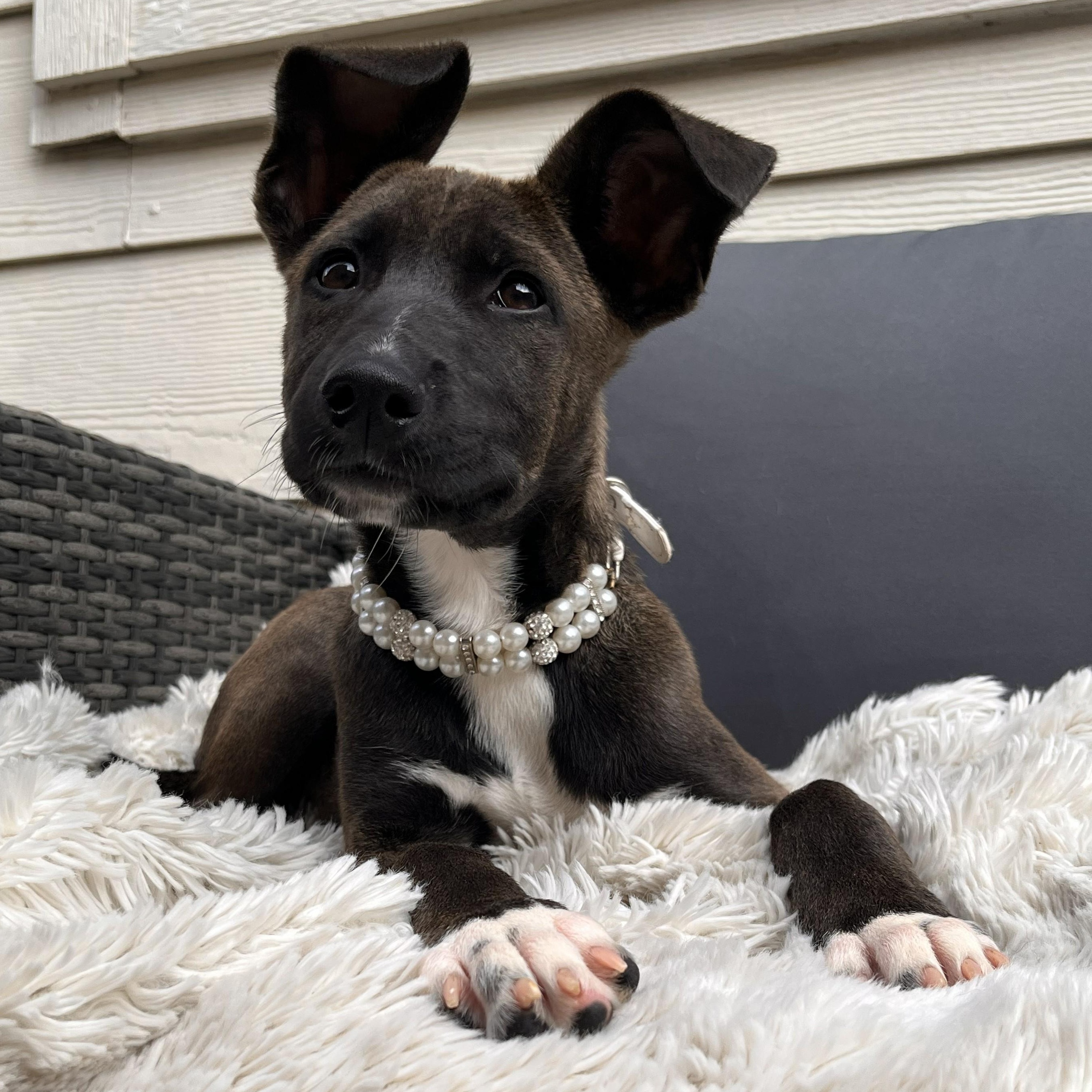 Maracas — thumbnail 3