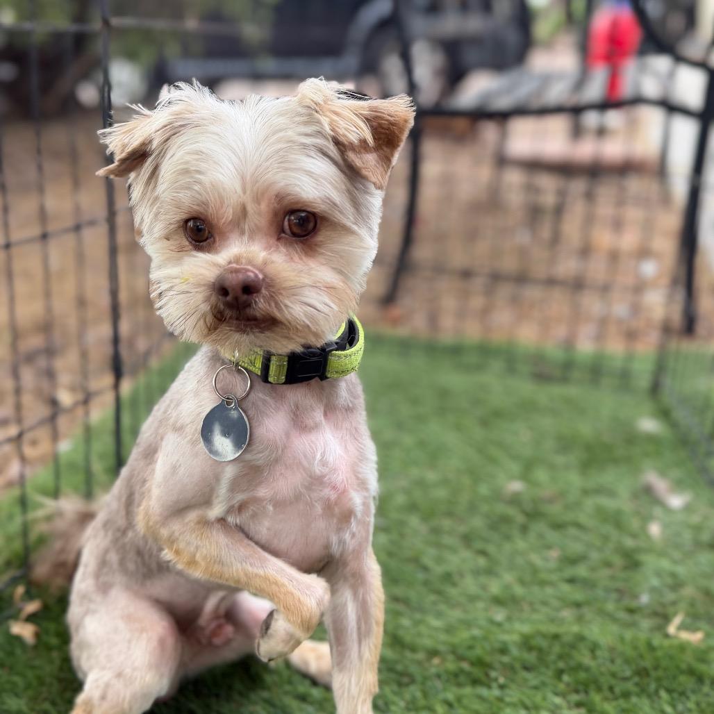 Enlarge Donnie, a Adoptable mixed breed in Phoenix, AZ image 1/4