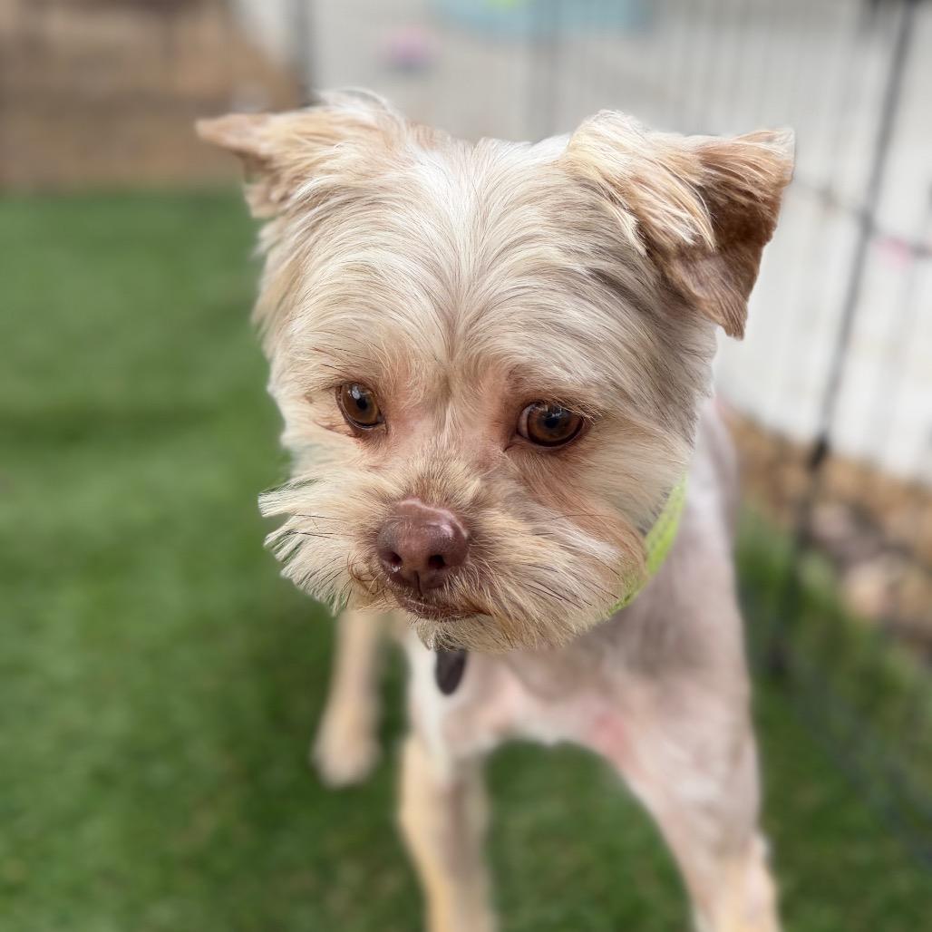 Enlarge Donnie, a Adoptable mixed breed in Phoenix, AZ image 2/4