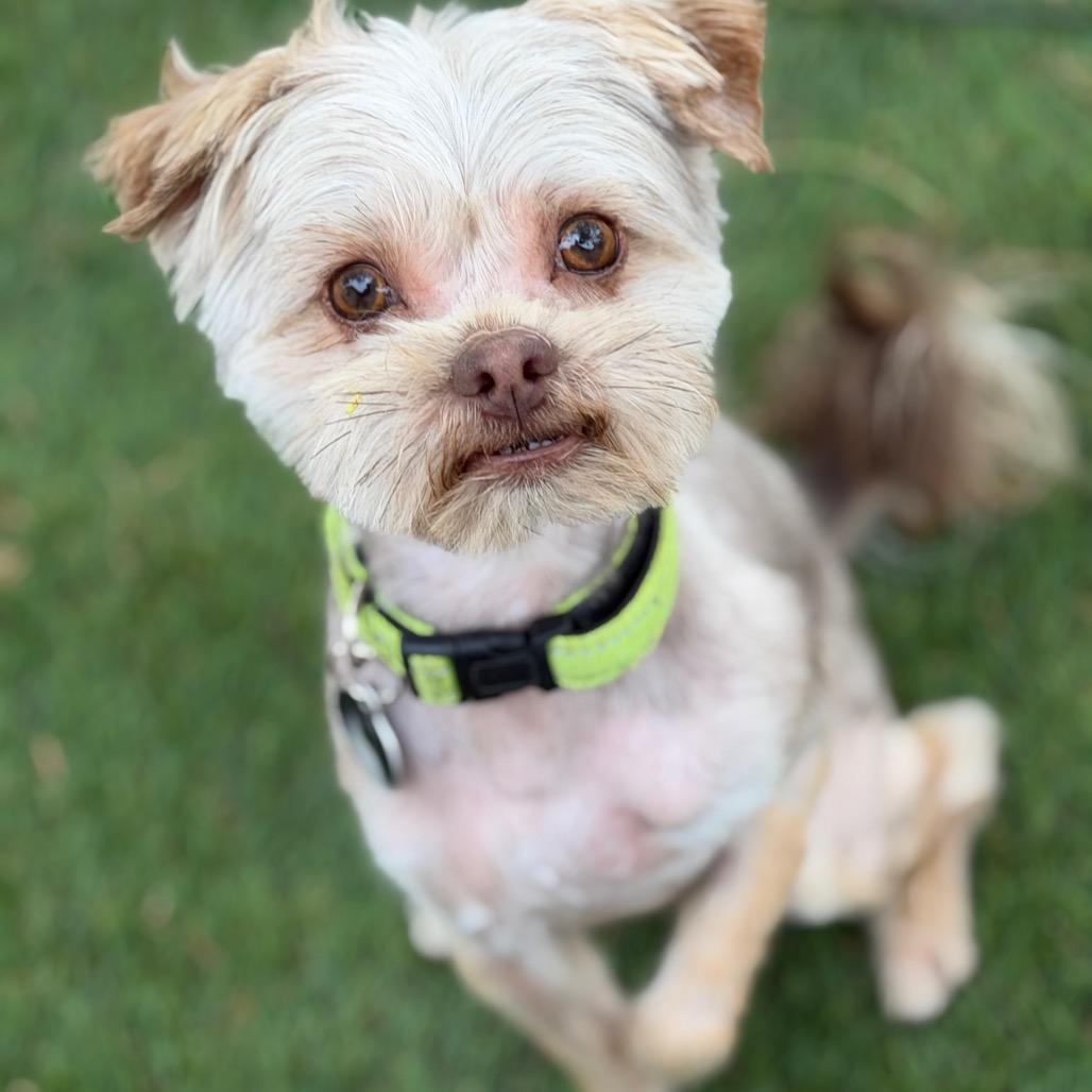 Enlarge Donnie, a Adoptable mixed breed in Phoenix, AZ image 3/4