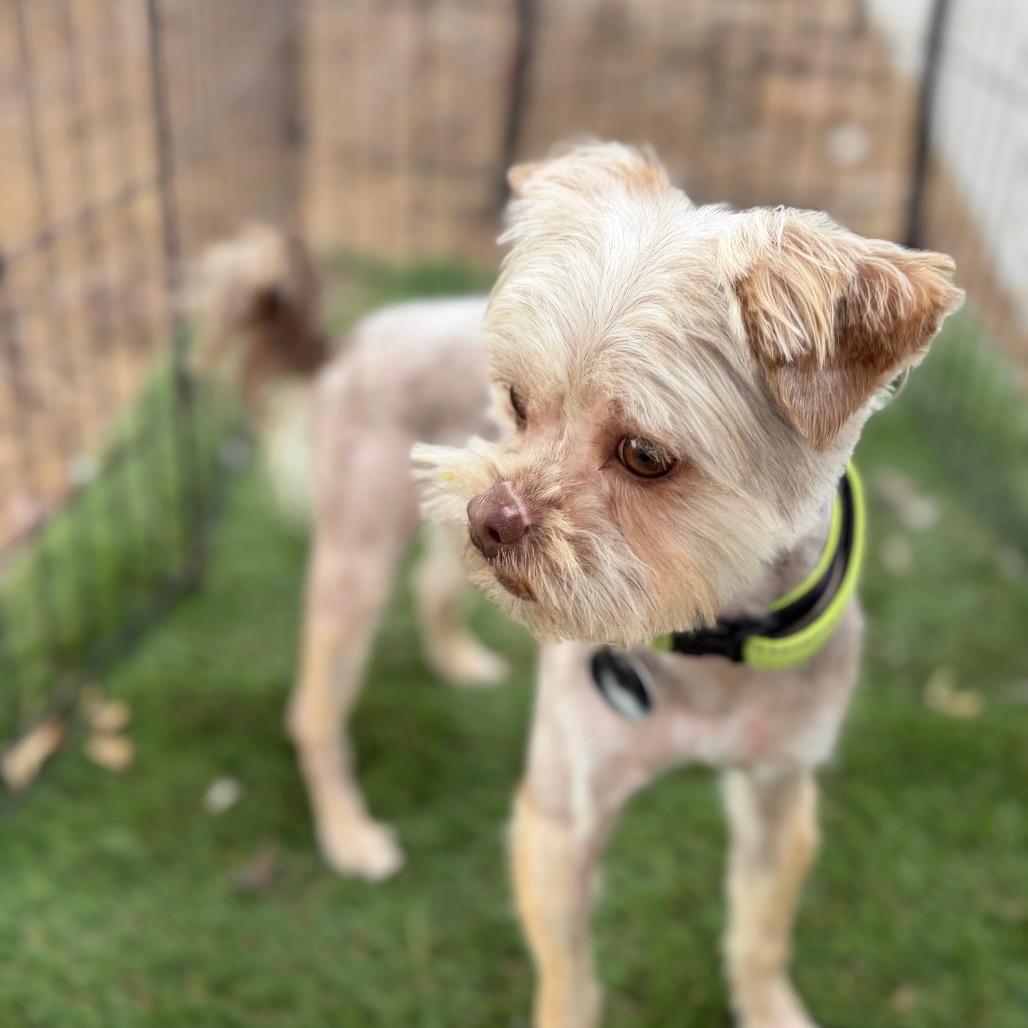 Enlarge Donnie, a Adoptable mixed breed in Phoenix, AZ image 4/4