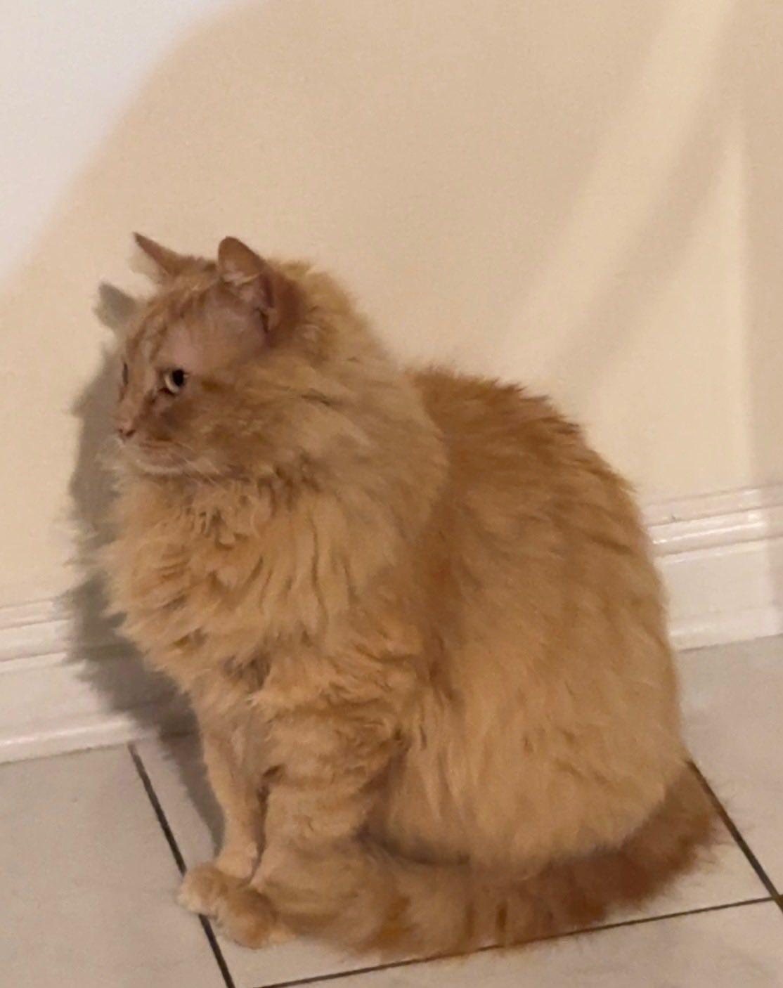 Jojo, a Adoptable Maine Coon in Beverly Hills, CA image 2/2