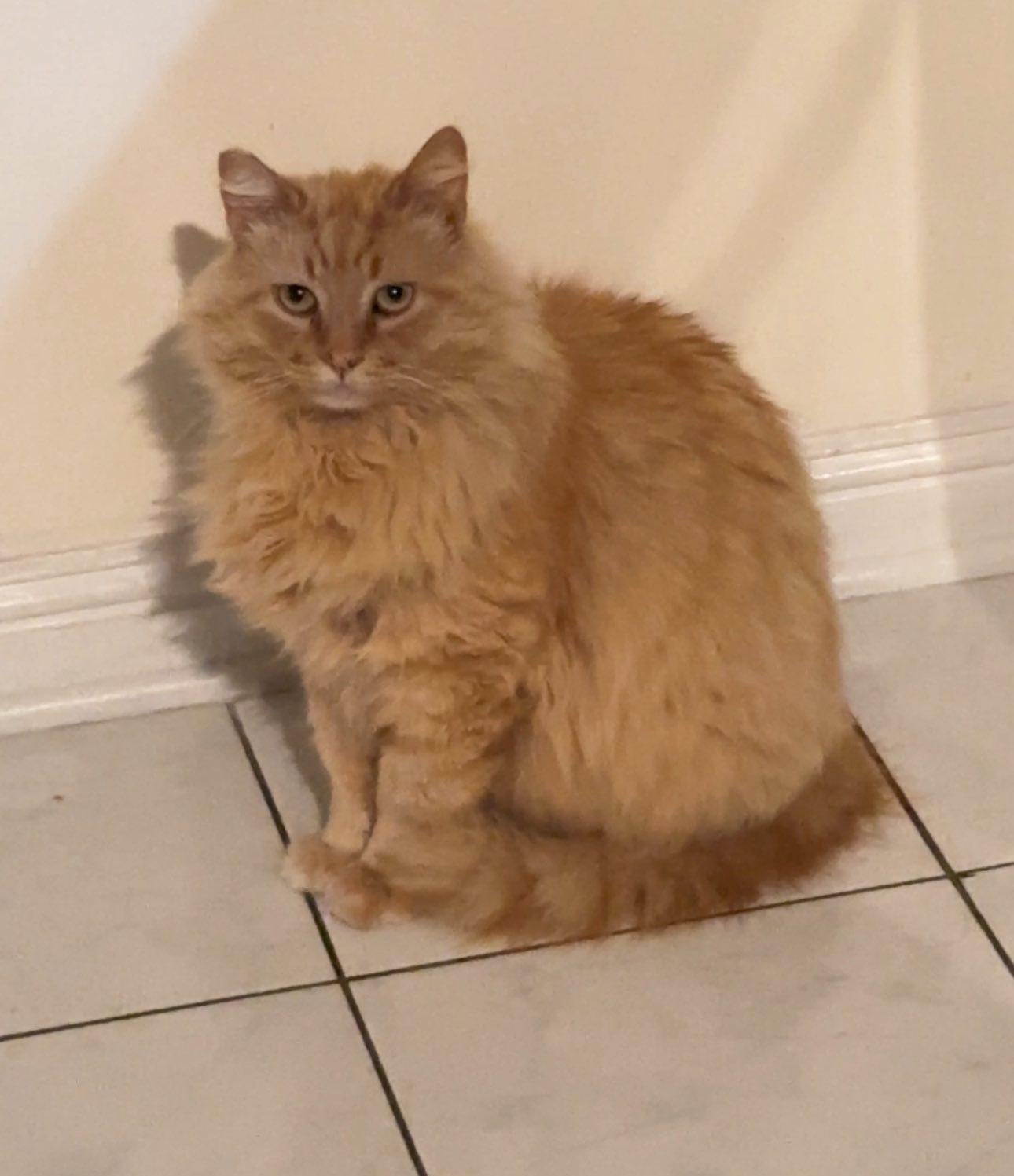 Jojo, a Adoptable Maine Coon in Beverly Hills, CA image 1/2