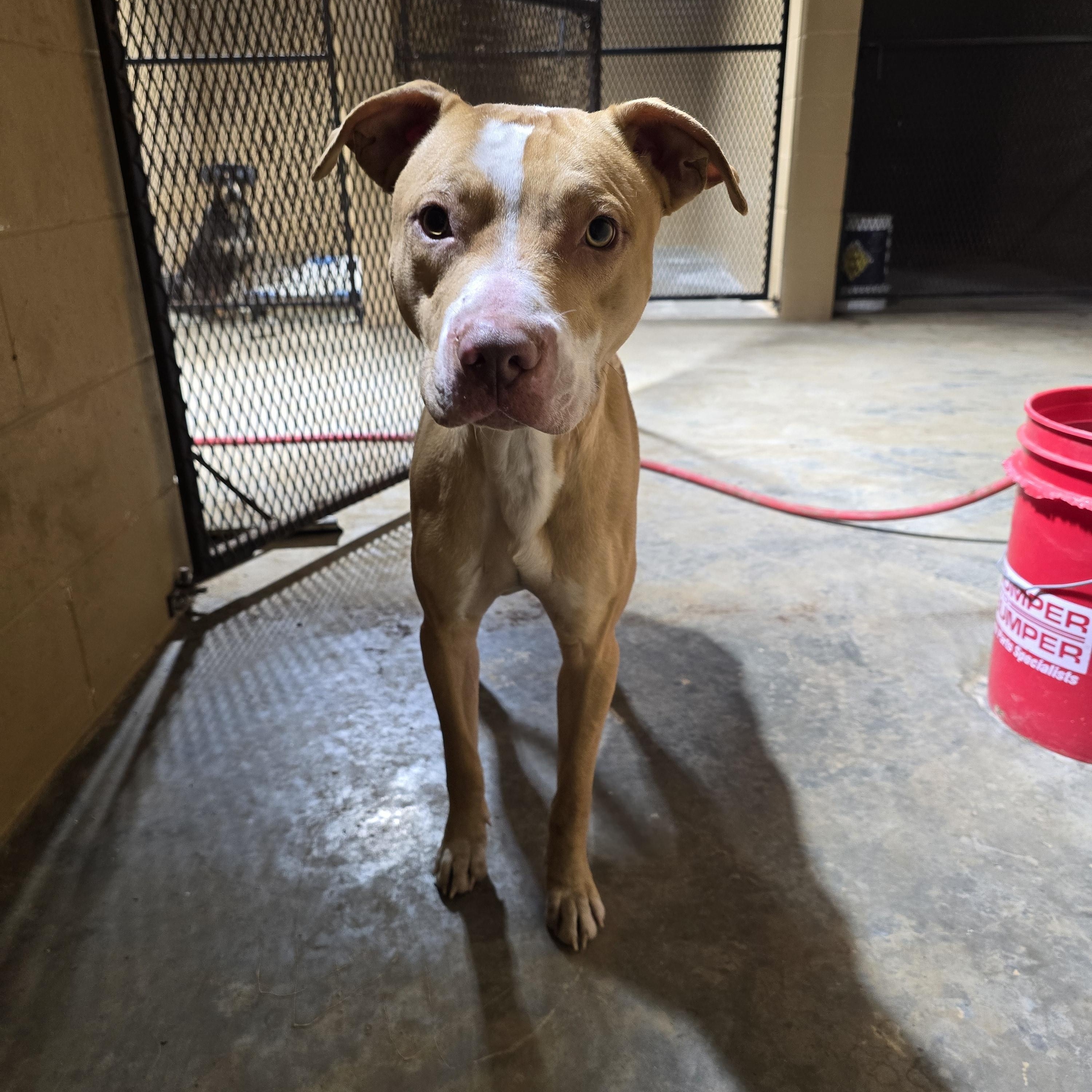 Axel, ADOPTABLE, Young Male Mixed Breed.