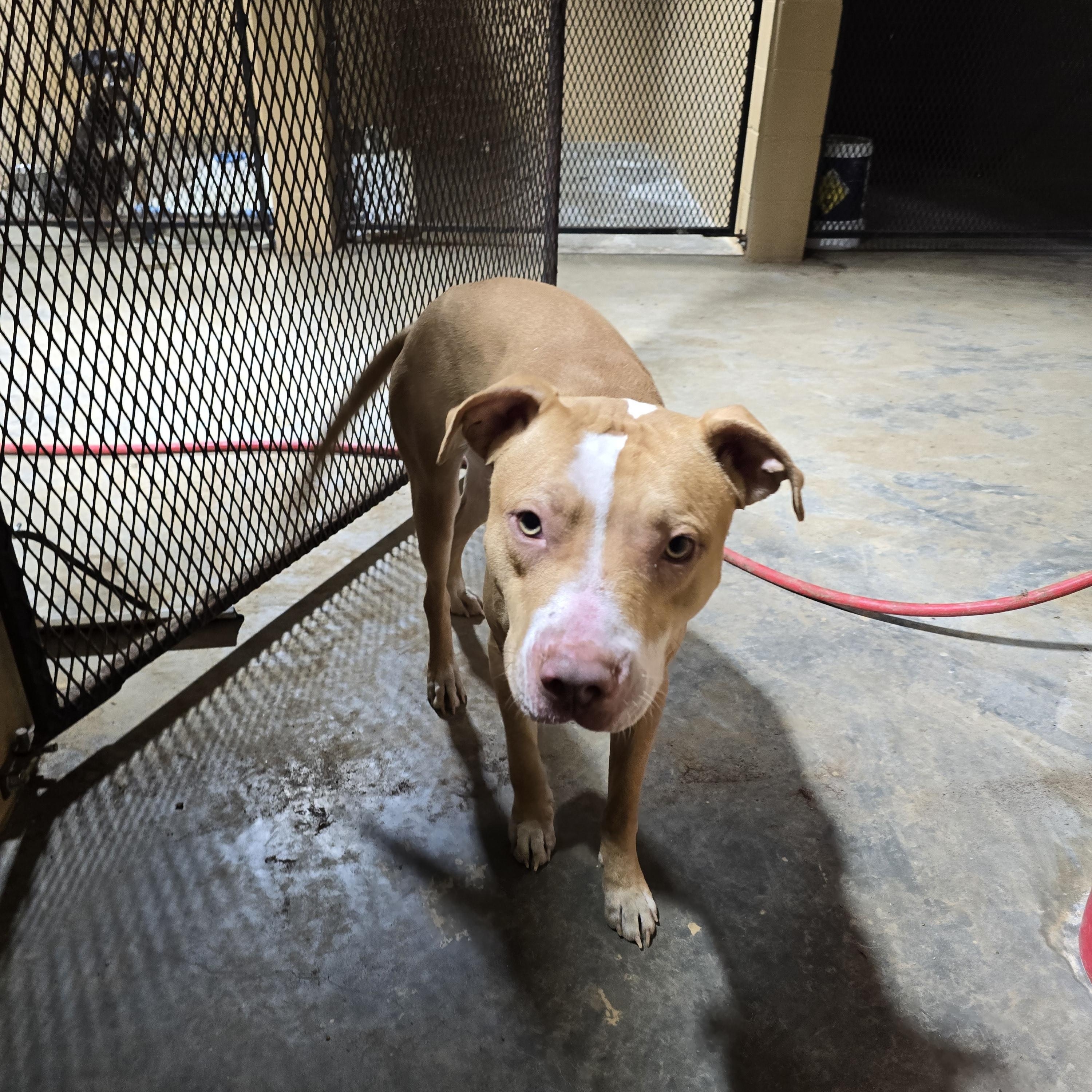 Enlarge Axel, a ADOPTABLE Mixed Breed in McCrory, AR image 2/2