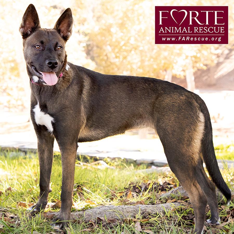 Enlarge Spirit, a ADOPTABLE mixed breed in Marina Del Rey, CA image 2/6
