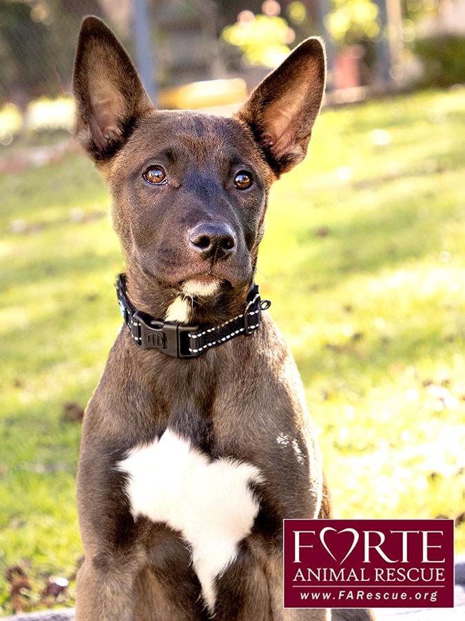 Enlarge Spirit, a ADOPTABLE mixed breed in Marina Del Rey, CA image 5/6