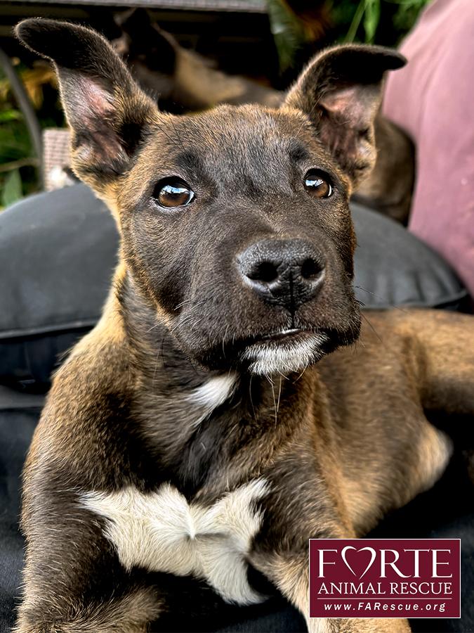Spirit, ADOPTABLE, Puppy Female Belgian Shepherd / Malinois & Border Collie.