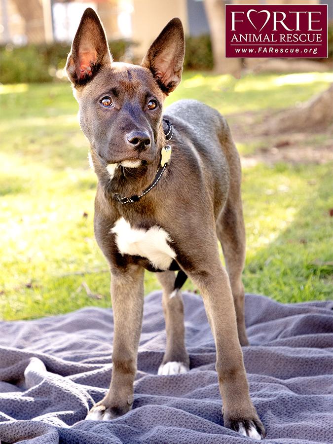 Enlarge Spirit, a ADOPTABLE mixed breed in Marina Del Rey, CA image 6/6