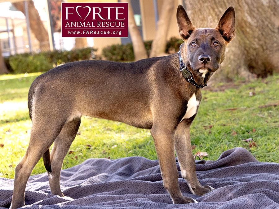Enlarge Spirit, a ADOPTABLE mixed breed in Marina Del Rey, CA image 2/6
