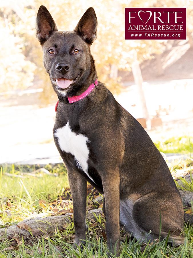 Enlarge Spirit, a ADOPTABLE mixed breed in Marina Del Rey, CA image 4/6