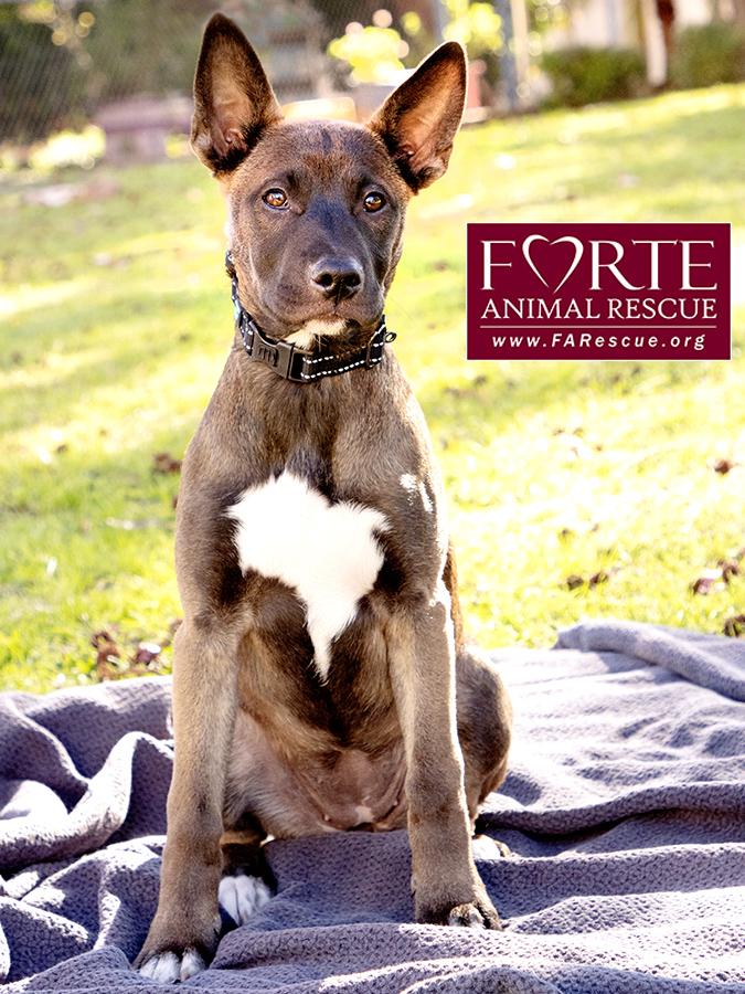 Enlarge Spirit, a ADOPTABLE mixed breed in Marina Del Rey, CA image 3/6