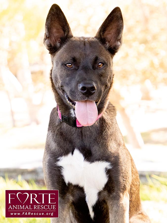Enlarge Spirit, a ADOPTABLE mixed breed in Marina Del Rey, CA image 6/6