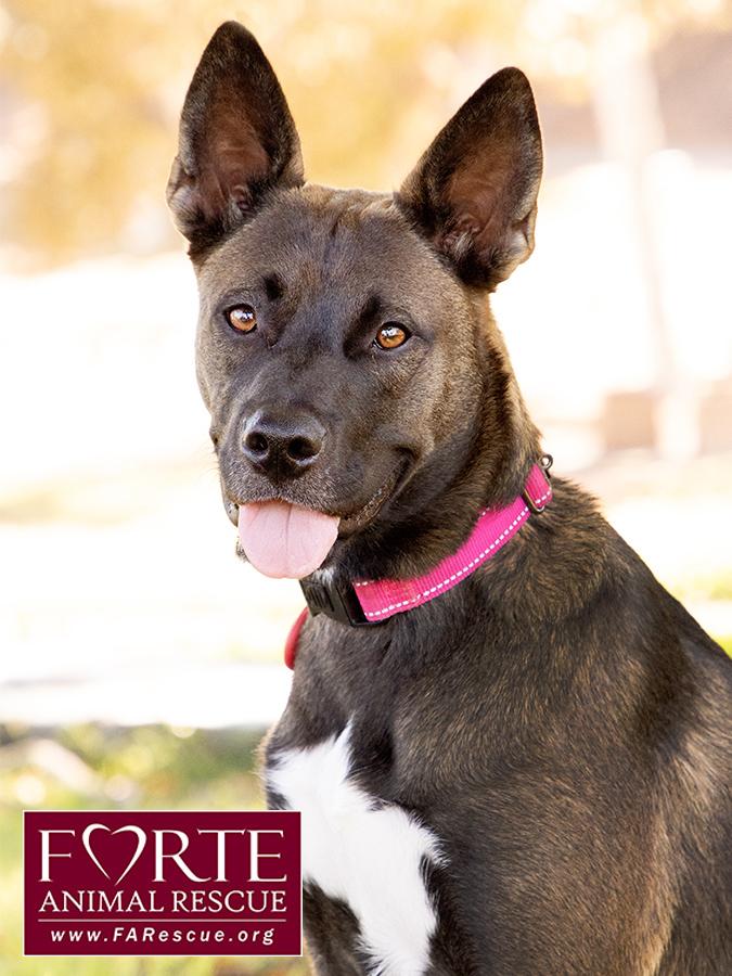 Spirit, ADOPTABLE, Puppy Female Belgian Shepherd / Malinois & Border Collie.