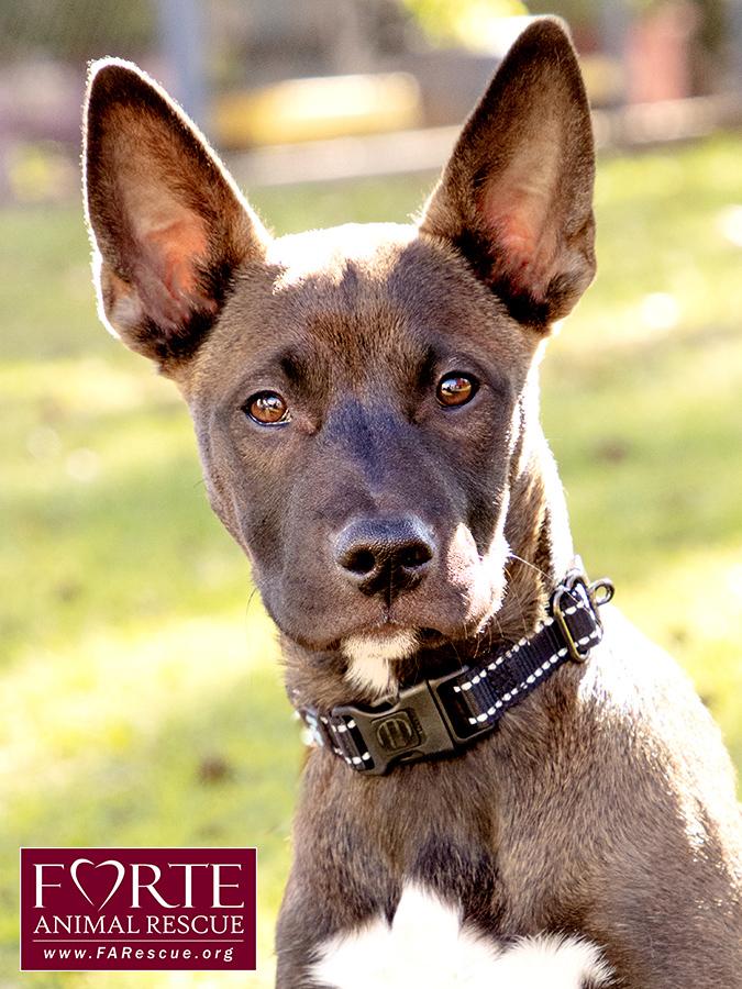 Spirit, ADOPTABLE, Puppy Female Belgian Shepherd / Malinois & Border Collie.