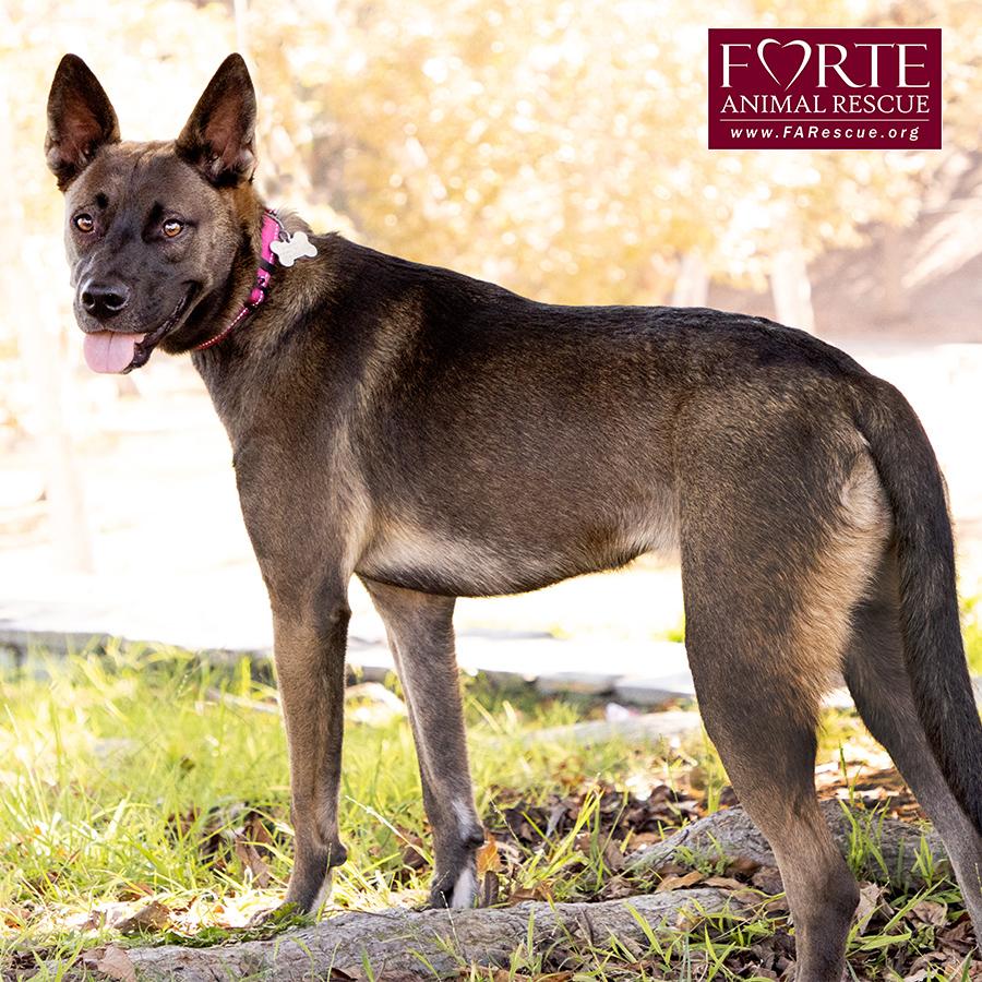 Enlarge Spirit, a ADOPTABLE mixed breed in Marina Del Rey, CA image 5/6