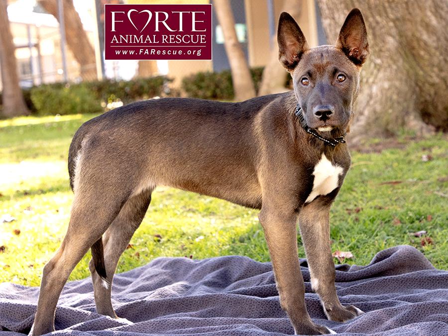 Enlarge Spirit, a ADOPTABLE mixed breed in Marina Del Rey, CA image 4/6