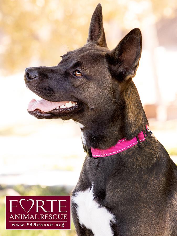 Enlarge Spirit, a ADOPTABLE mixed breed in Marina Del Rey, CA image 3/6