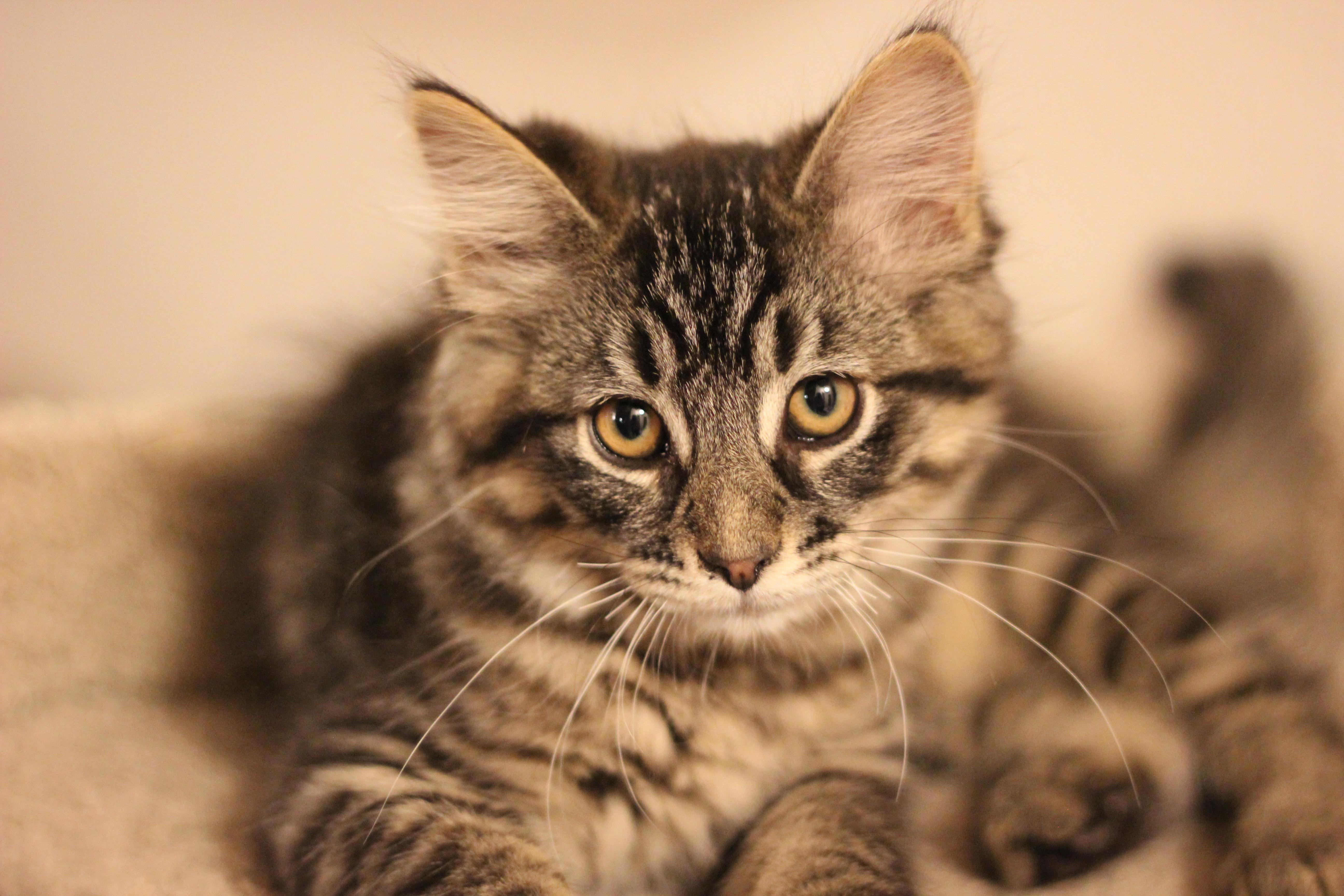 Terk, a Adopted Domestic Short Hair in Gig Harbor, WA image 1/6